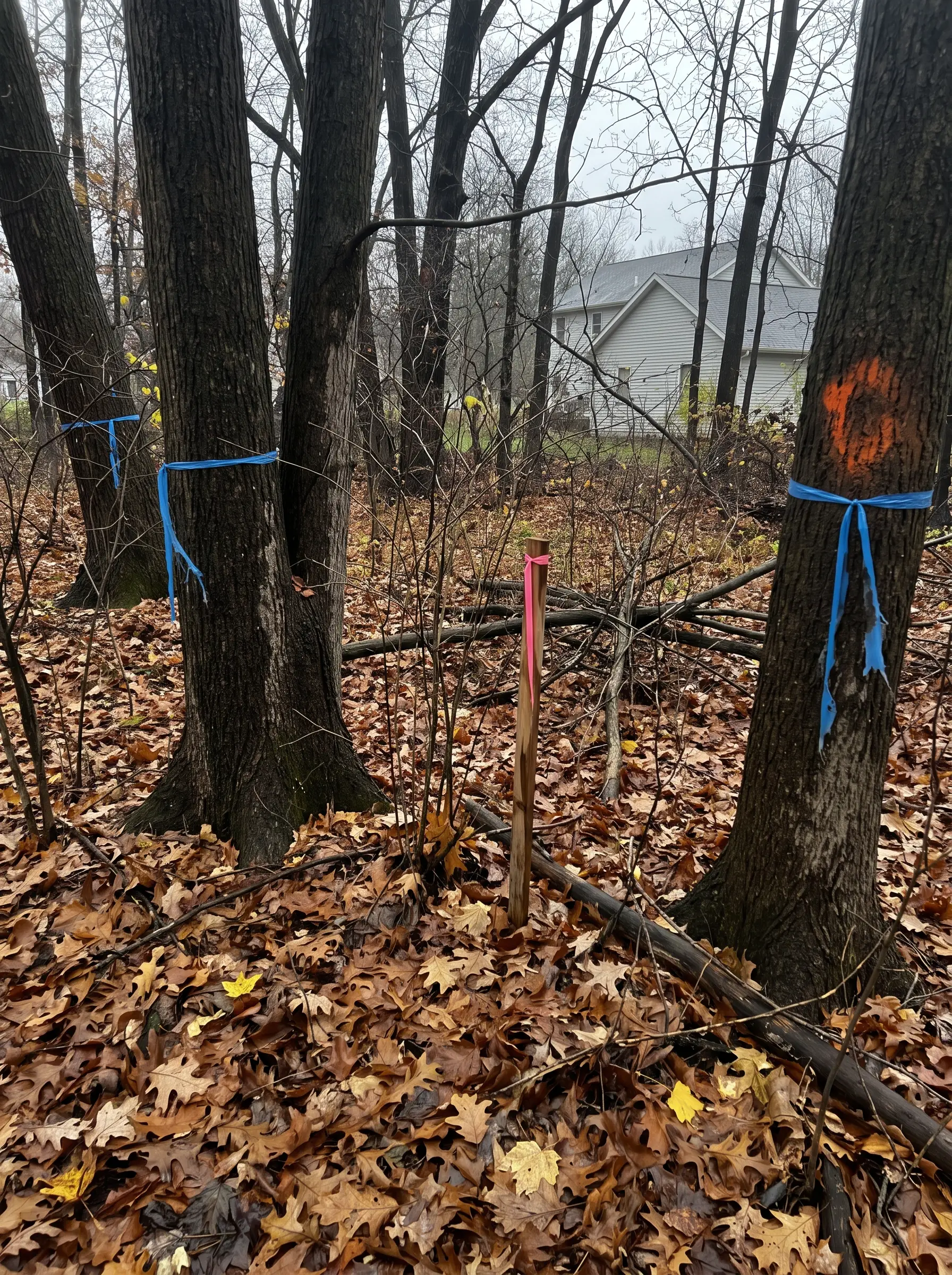 Tree trunks on a wooded lot tied with blue ribbon, one marked with orange paint