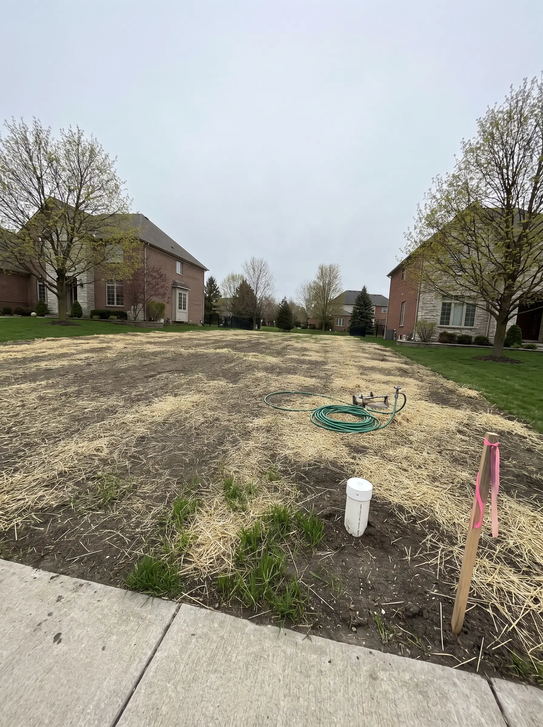 Levelled building lot seeded and covered with straw, with new grass sprouting between large brick homes