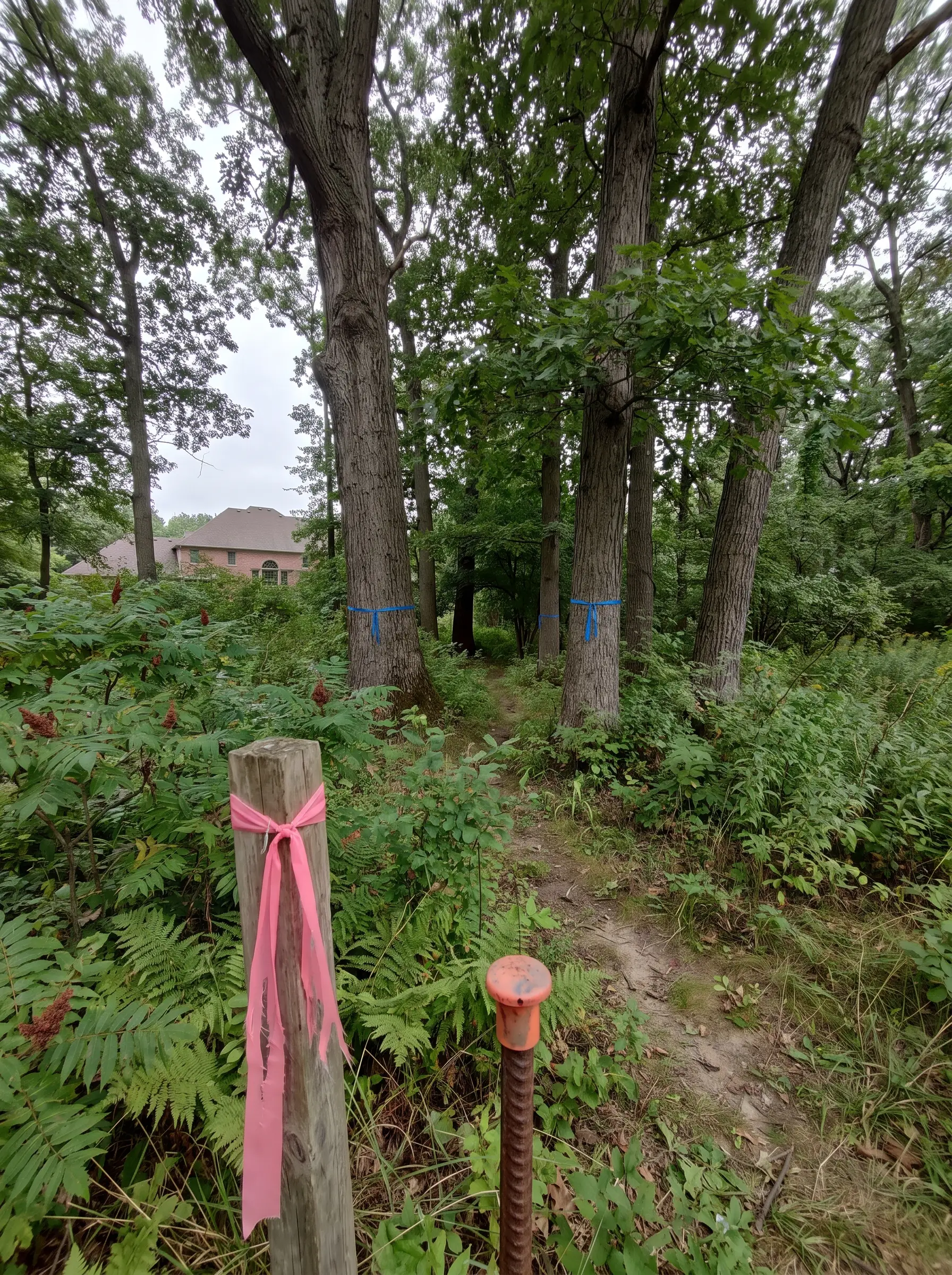 Survey stake with pink ribbon and a capped survey pin on a wooded lot, with blue ribbon tied on several trunks